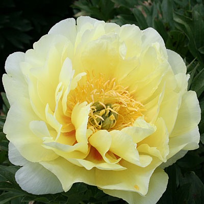 'Bartzella' Itoh Peony - Click Image to Close